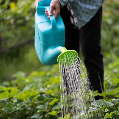 homme en train d'arroser son jardin avec un arrosoir